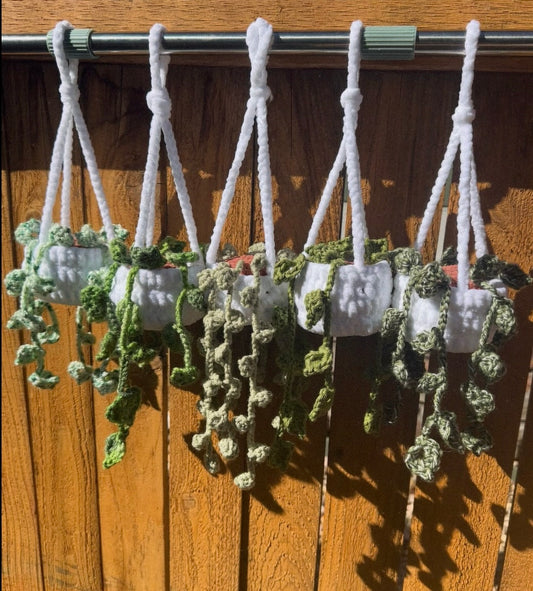 Hanging Plants